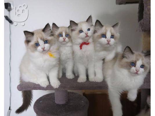 Αξιολάτρευτο και πιο χαριτωμένο γατάκι Ragdoll For Ever Homes...